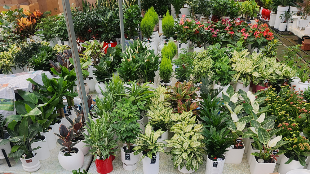 예도화환 예도화환 전국 네트워크 시스템 및 농장 직배송 구조 도식화 이미지