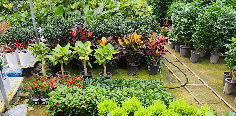 예도화환 예도화환의 농장 직영 식물 선별 기준 및 QC 인증 마크