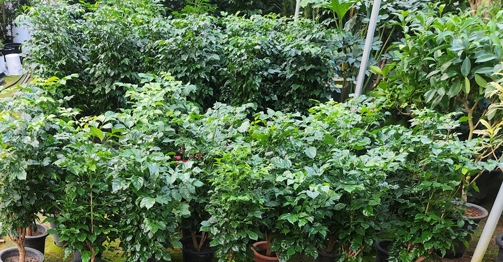 예도화환 예도화환의 농장 직영 식물 선별 기준 및 QC 인증 마크