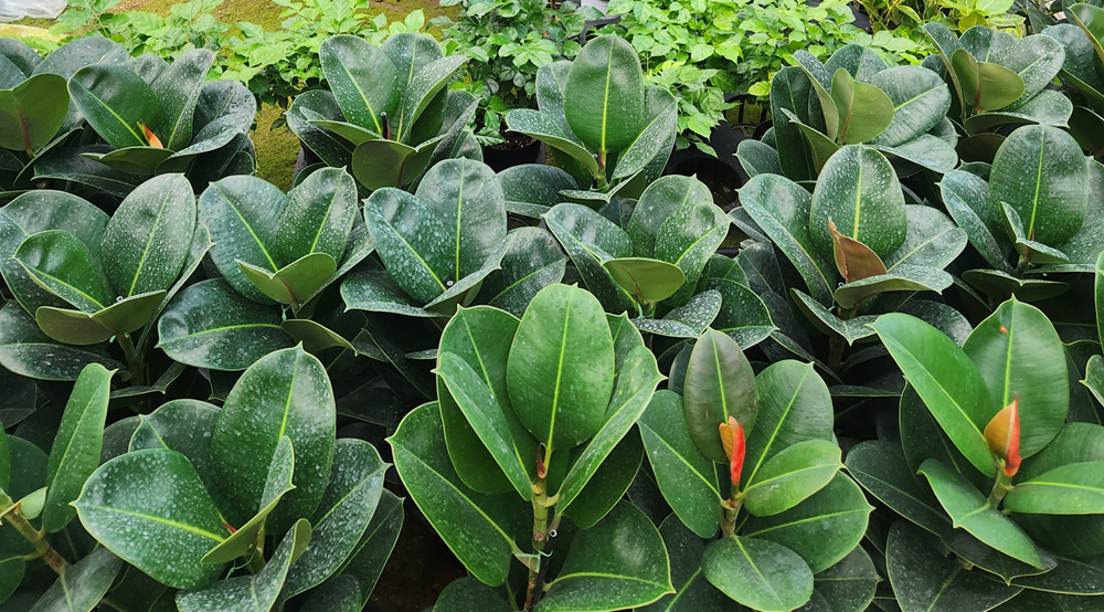 예도화환 예도화환의 농장 직영 관리 및 QC 검수 현장 사진