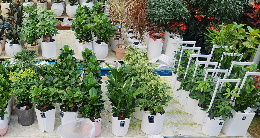 예도화환 예도화환의 지식재산권 등록증 및 농장 직영 관리 모습