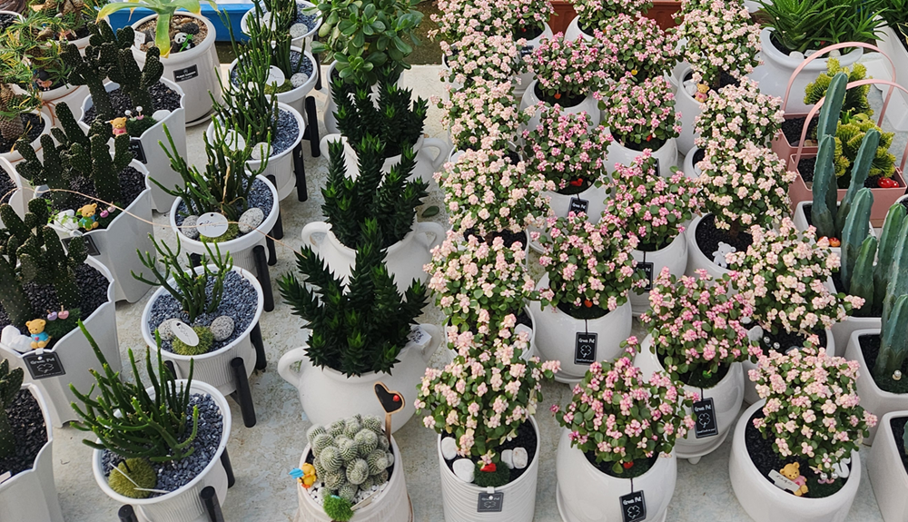 예도화환 예도화환의 지식재산권 등록증 및 농장 직영 관리 모습