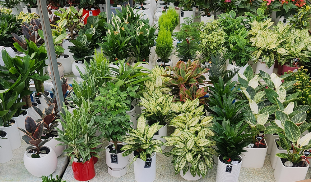 예도화환 예도화환 전국 네트워크 시스템 및 농장 직배송 구조 도식화 이미지