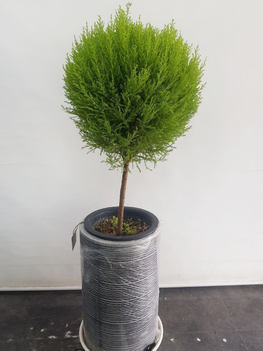 예도화환 배송 전 식물 잎 닦기 및 화분 포장 과정 사진