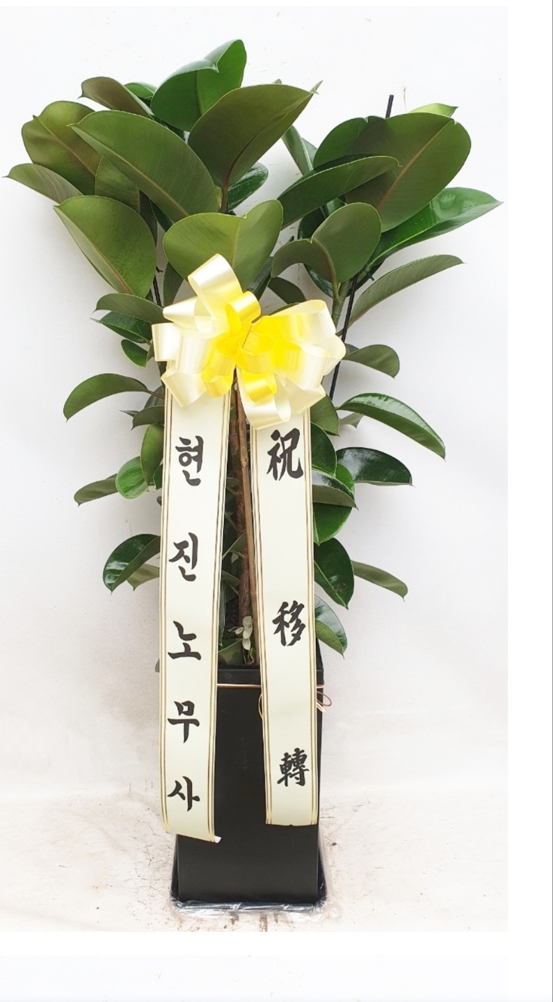 예도화환 양천구 매장 입구에 안전하게 배치된 개업화분 배송완료 인증사진 (비식별 처리)