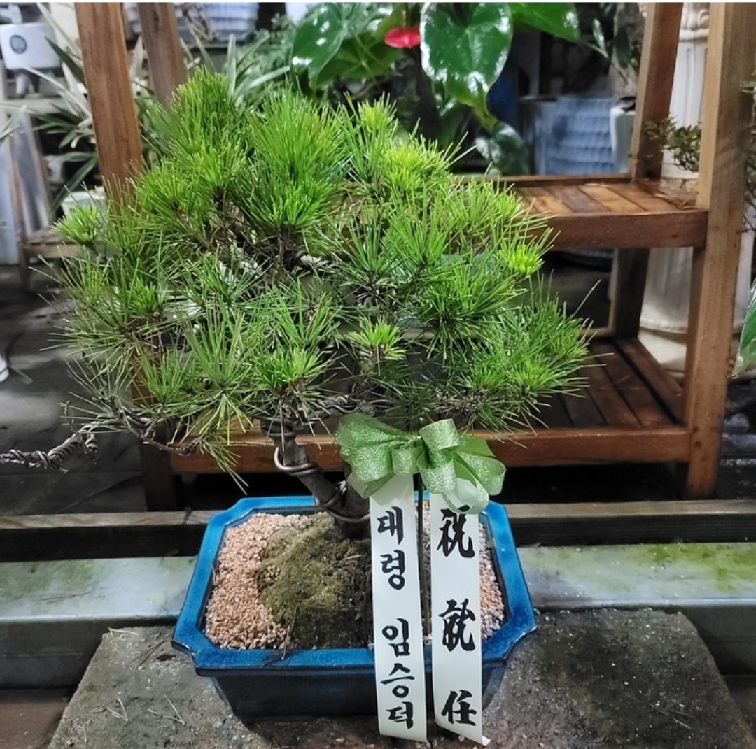 예도화환 양천구 매장 입구에 안전하게 배치된 개업화분 배송완료 인증사진 (비식별 처리)