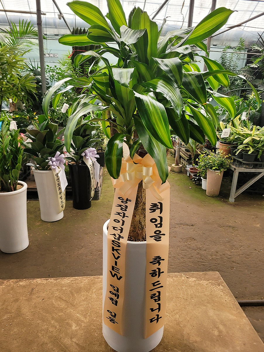 예도화환 의왕 포일동 IT밸리 로비에 배송된 대형 관엽식물 사진