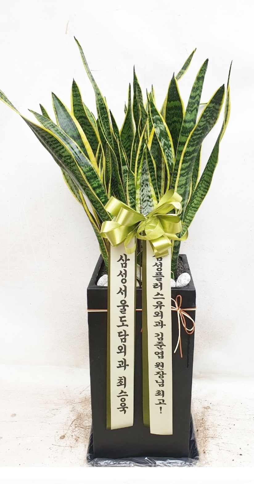 예도화환 경기 고양시 일산서구 사무실 개업화분 현장 설치 완료 사진 예시