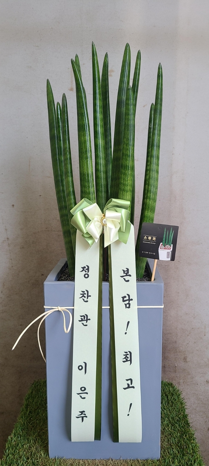 예도화환 농장 직출고 전 관엽식물 잎 상태 및 리본 검수 과정