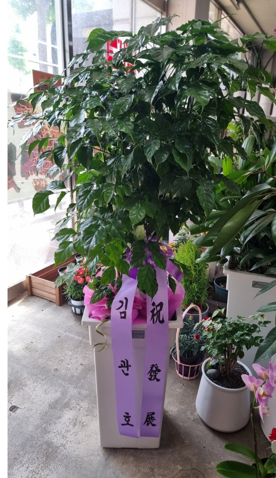 예도화환 함양 지역 상가에 배송 완료된 개업식 화분 사진