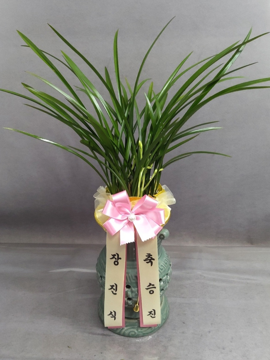 예도화환 배송 기사님이 동양란을 안전하게 포장하여 차량에 싣는 모습