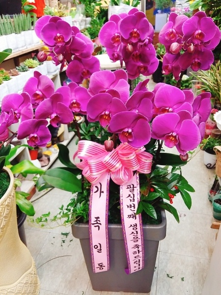 예도화환 하남 미사 지식산업센터 로비에 배송 완료된 취임 축하란 사진