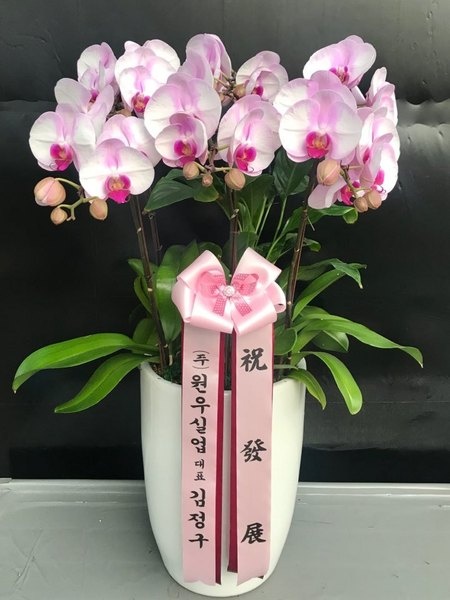 예도화환 청양군 관공서 기관장실에 배송된 고급 서양란(호접란) 세팅 사진