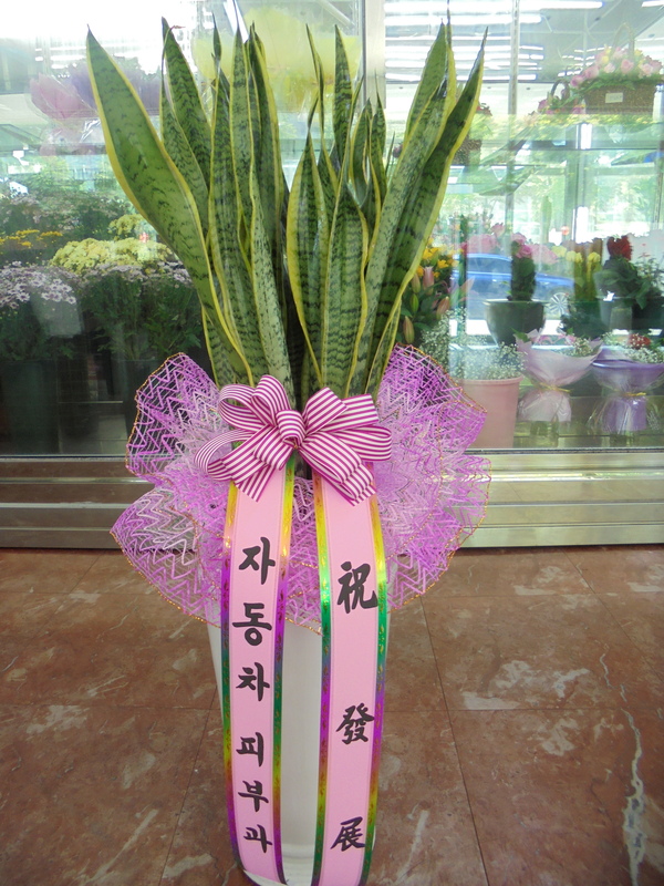 예도화환 임원실 테이블에 설치된 5대 서양란의 실제 배송 모습