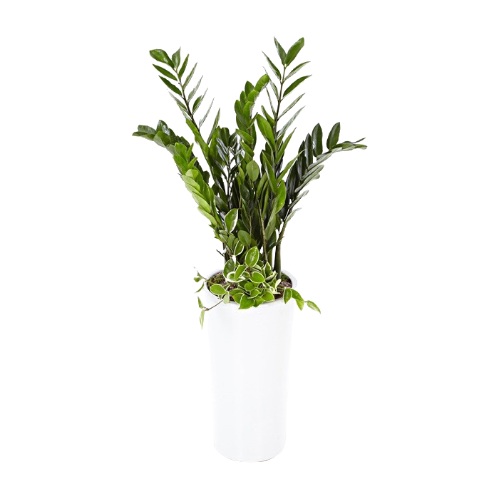 예도화환 미용실에 어울리는 세련된 극락조 및 스투키 상품 사진