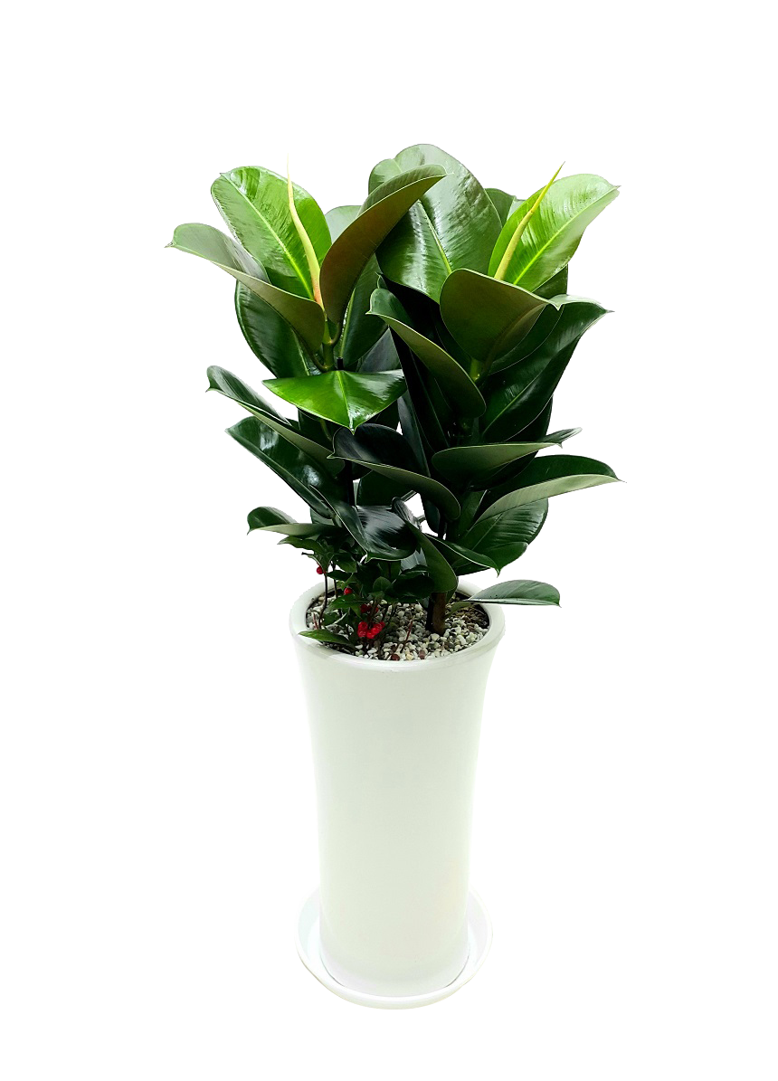 예도화환 미용실에 어울리는 세련된 극락조 및 스투키 상품 사진