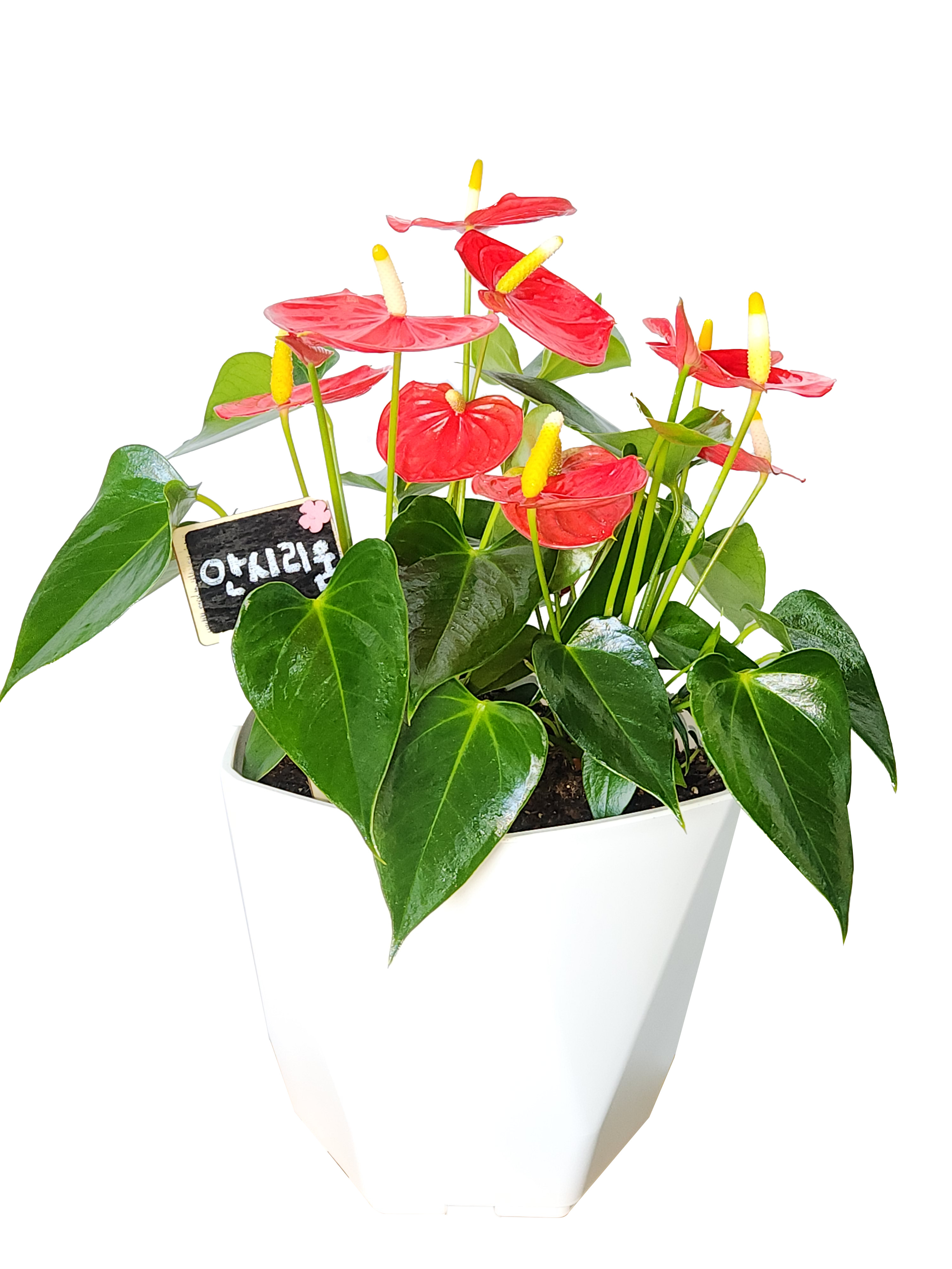 예도화환 잎이 크고 구멍이 예쁘게 뚫린 몬스테라 화분 전체 샷