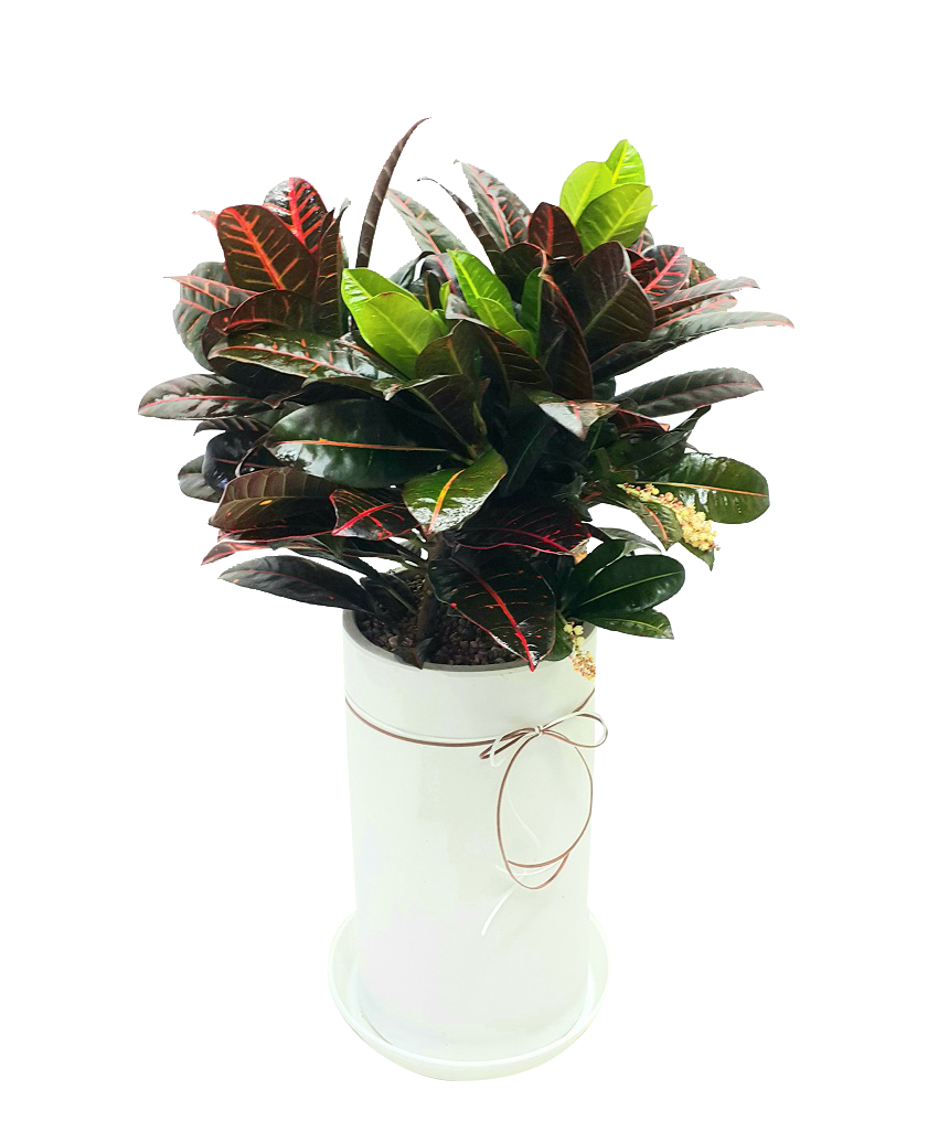 예도화환 잎이 크고 구멍이 예쁘게 뚫린 몬스테라 화분 전체 샷