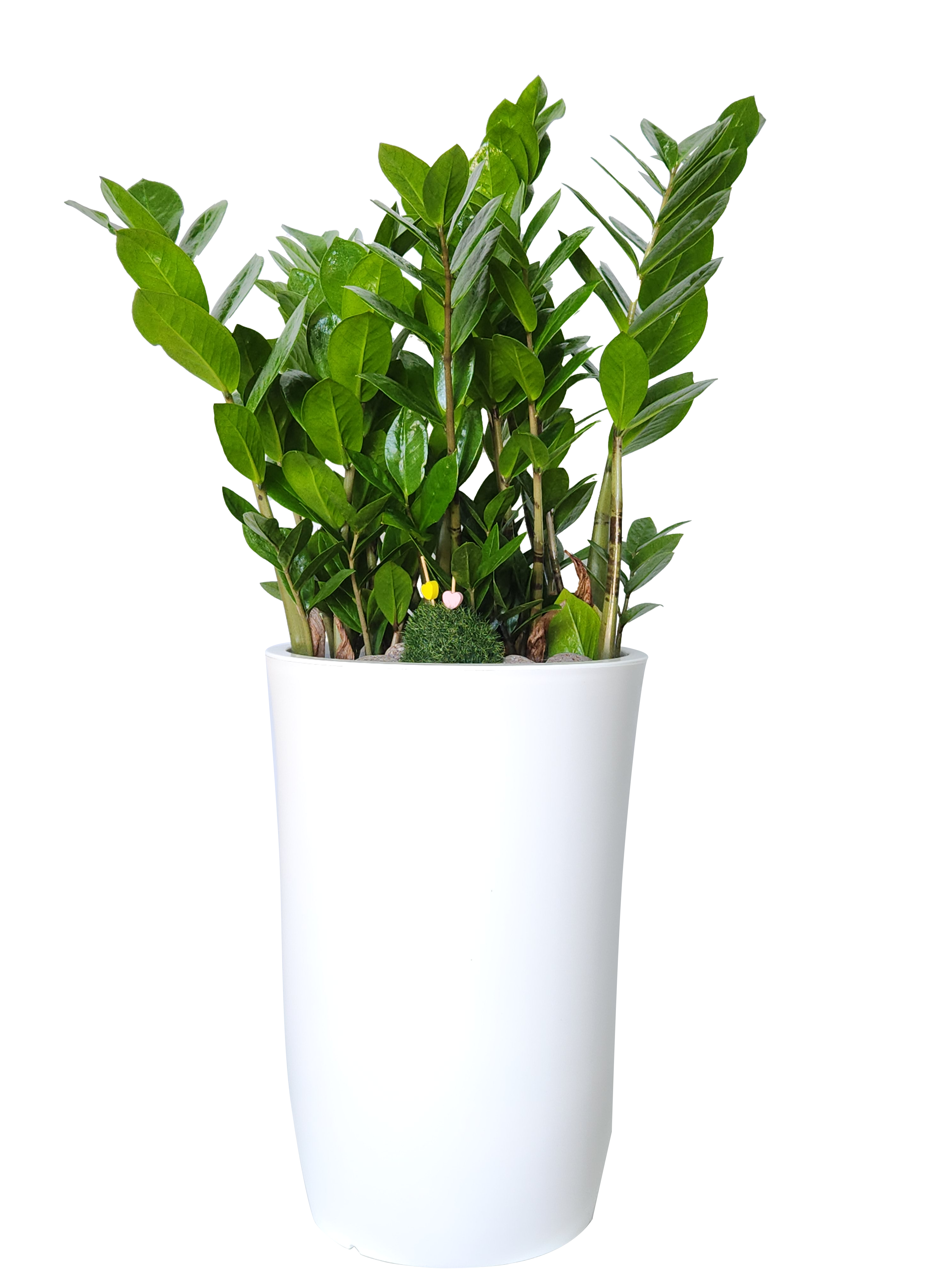 예도화환 몬스테라 중형과 대형 크기 비교 사진