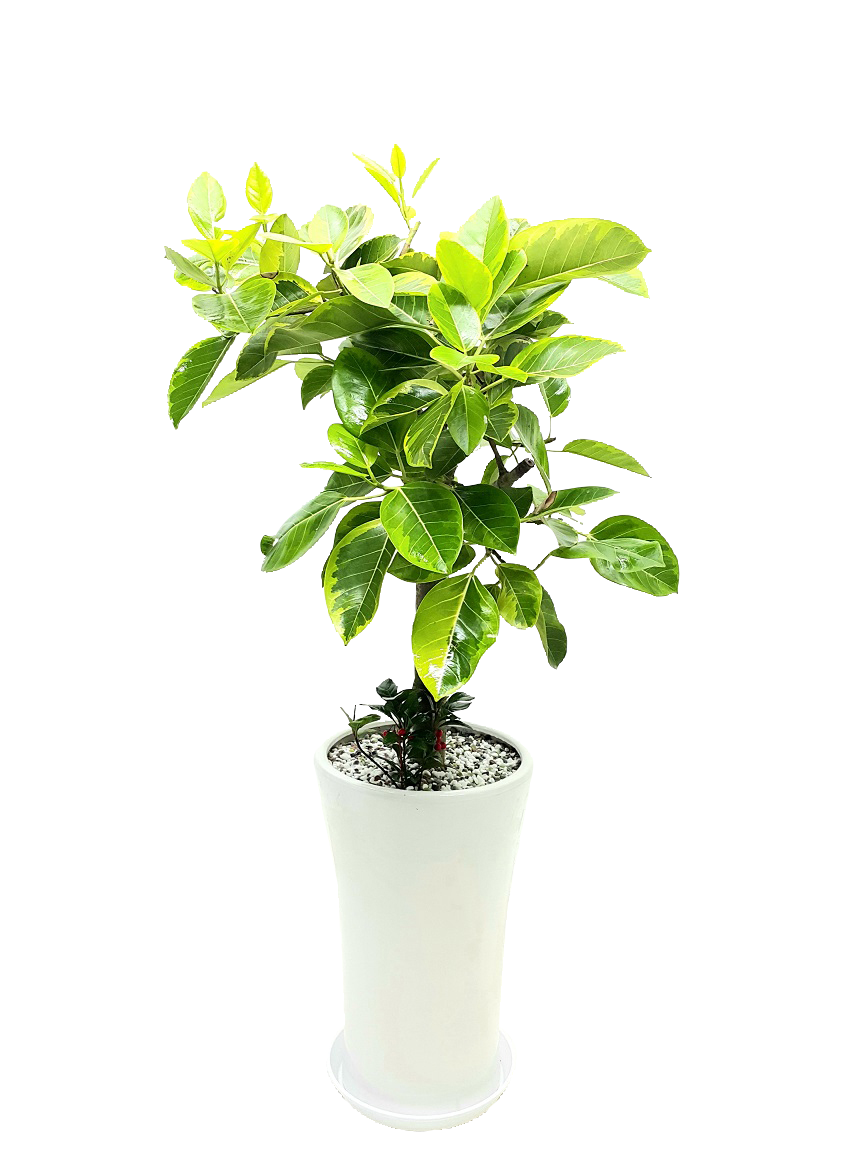 예도화환 몬스테라 중형과 대형 크기 비교 사진