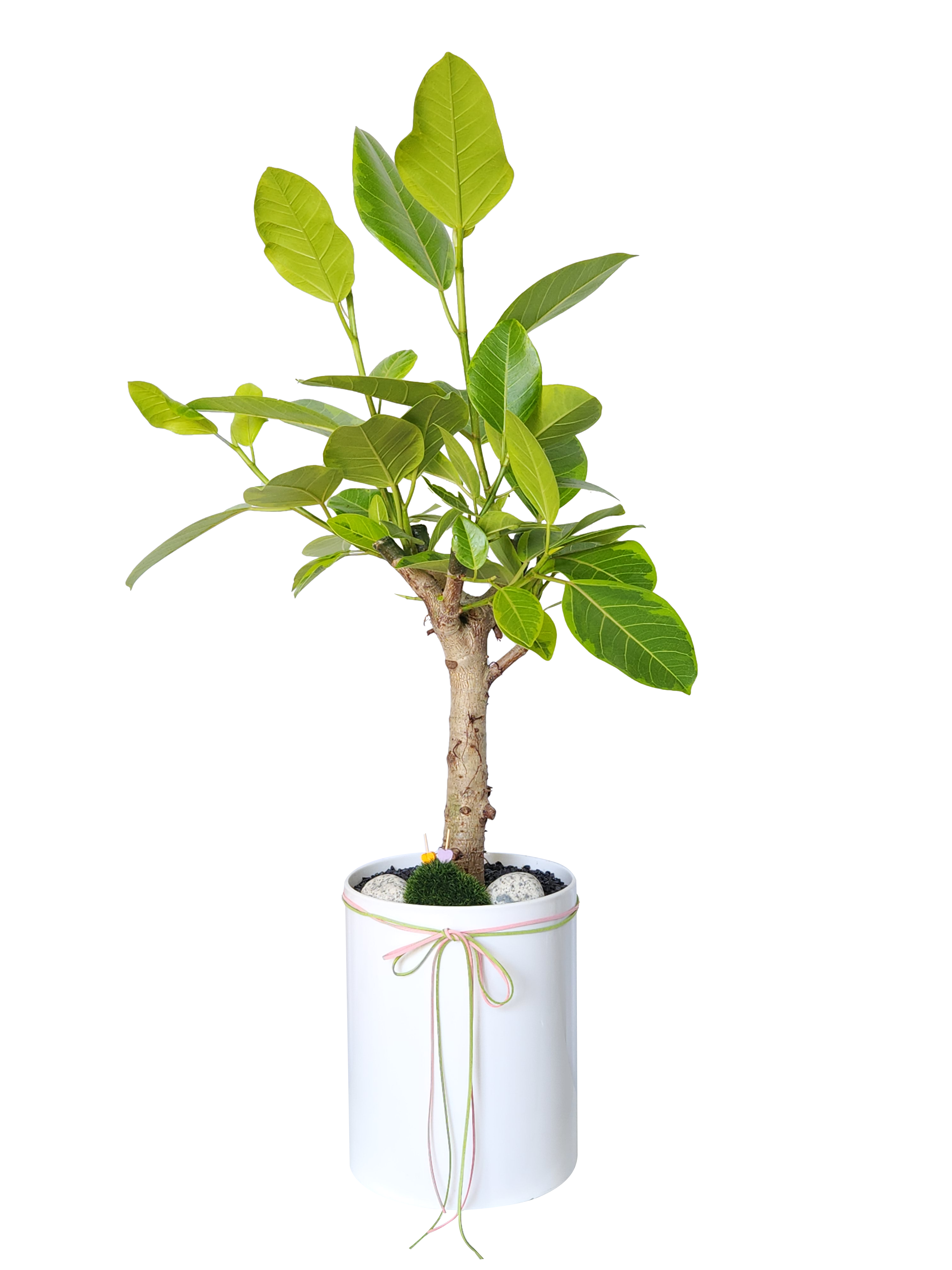 예도화환 화려한 3단 축하화환과 고급스러운 금전수 화분 비교 사진