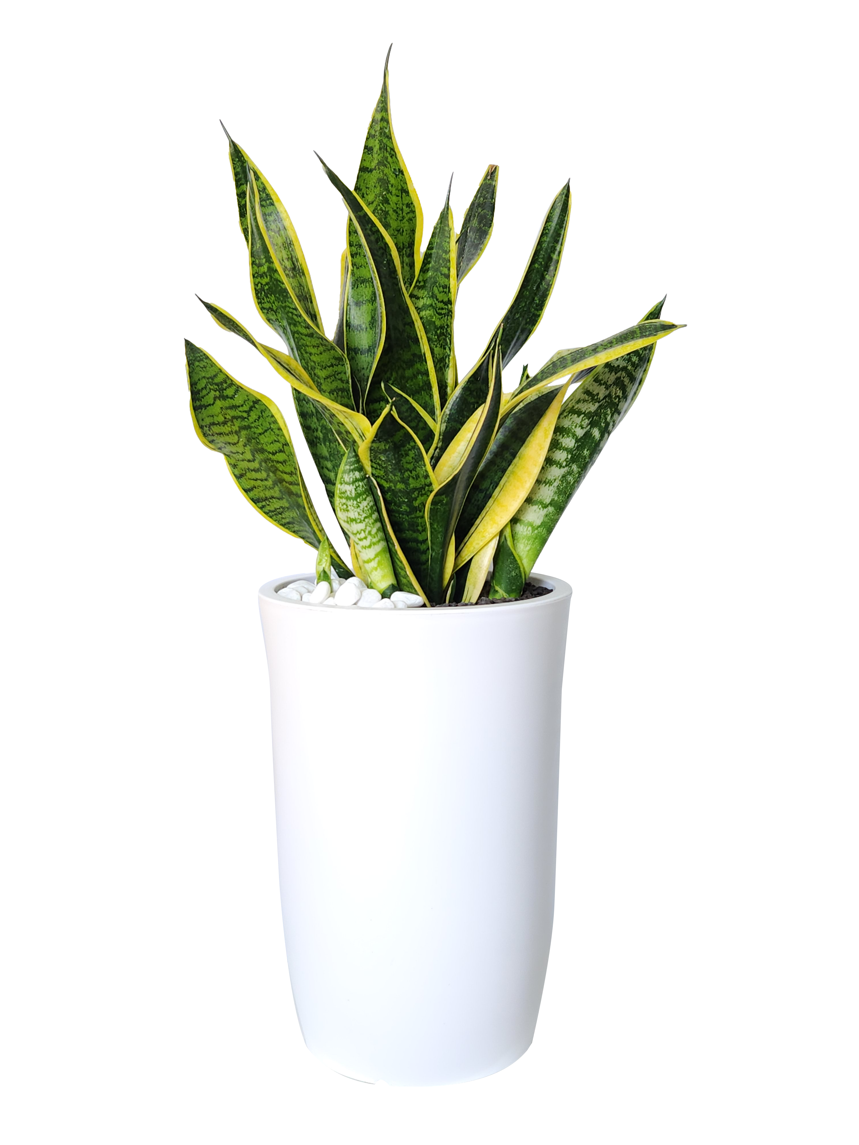 예도화환 화려한 3단 축하화환과 고급스러운 금전수 화분 비교 사진