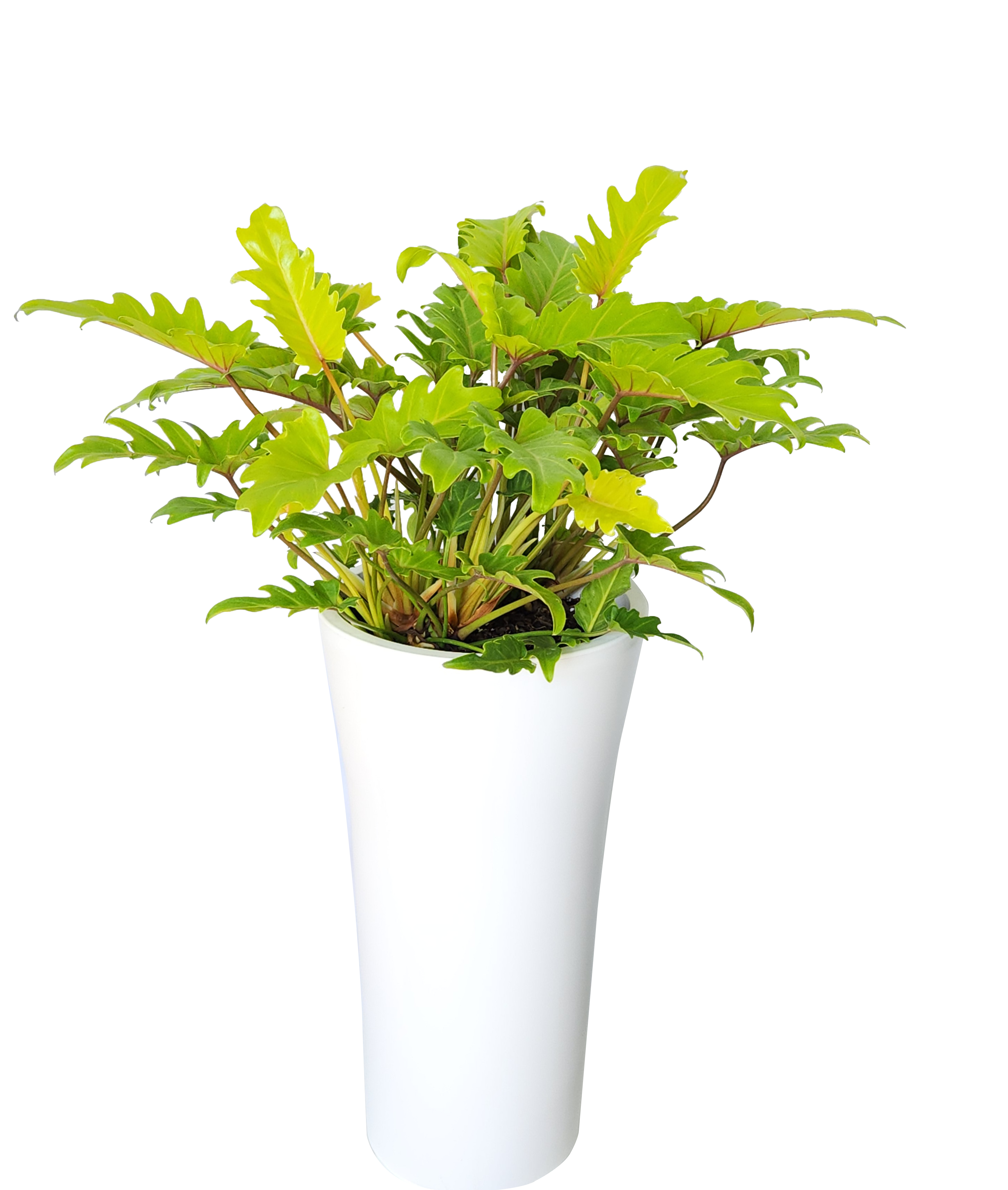 예도화환 스킨답서스 타워형과 일반 화분형 비교 사진