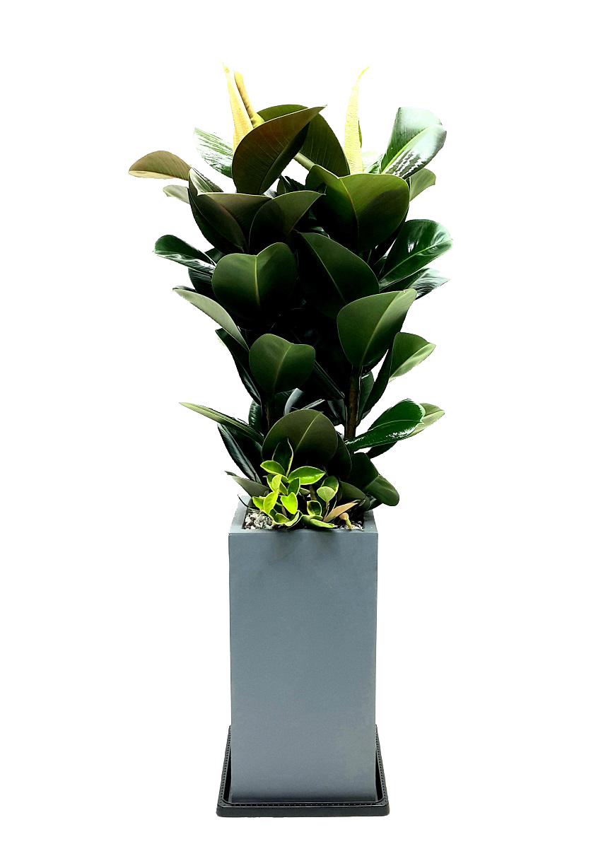 예도화환 양구읍 카페 및 식당에 배송된 스투키, 극락조 실제 상품 사진