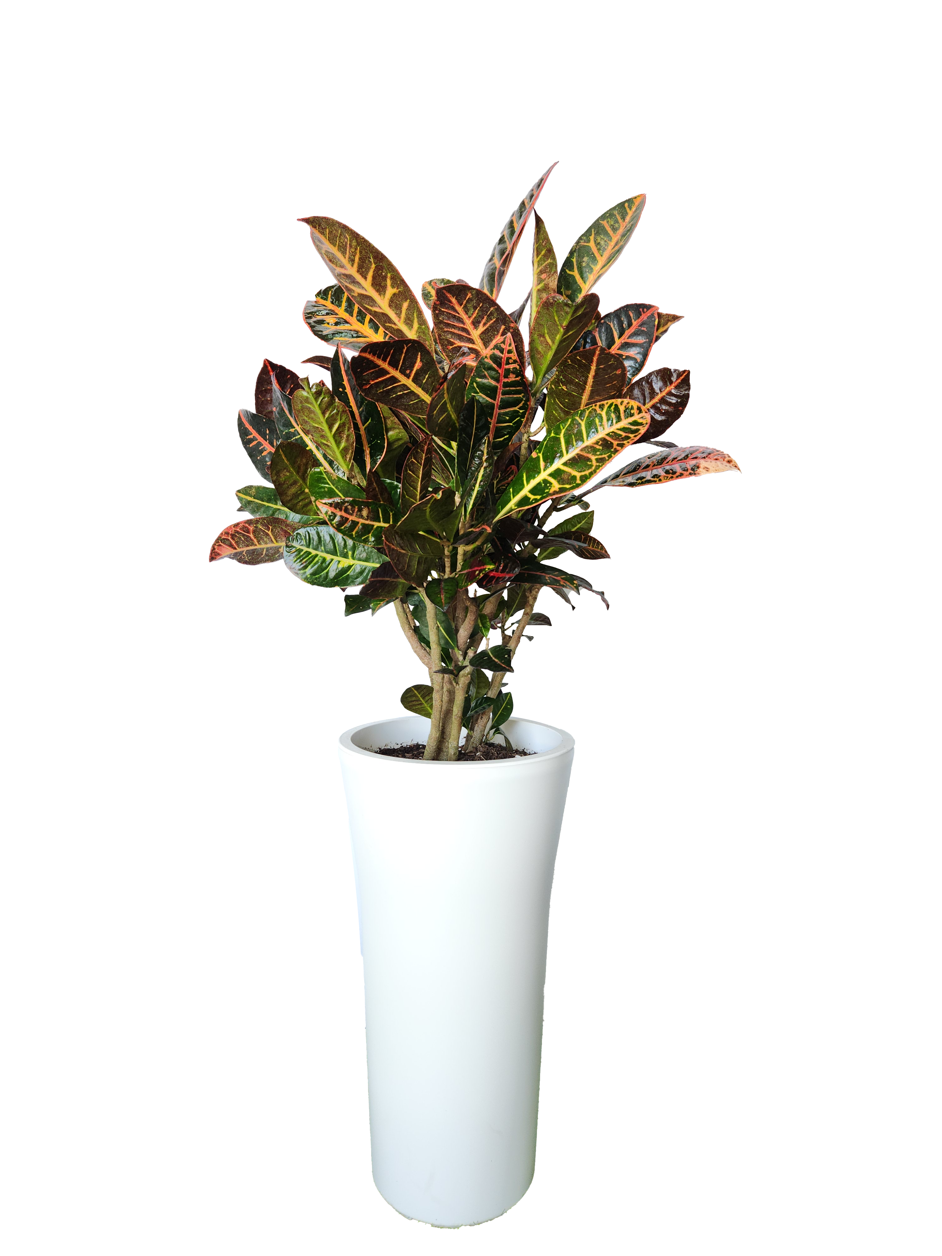 예도화환 아스플레니움의 풍성한 잎과 화분 전체 실사