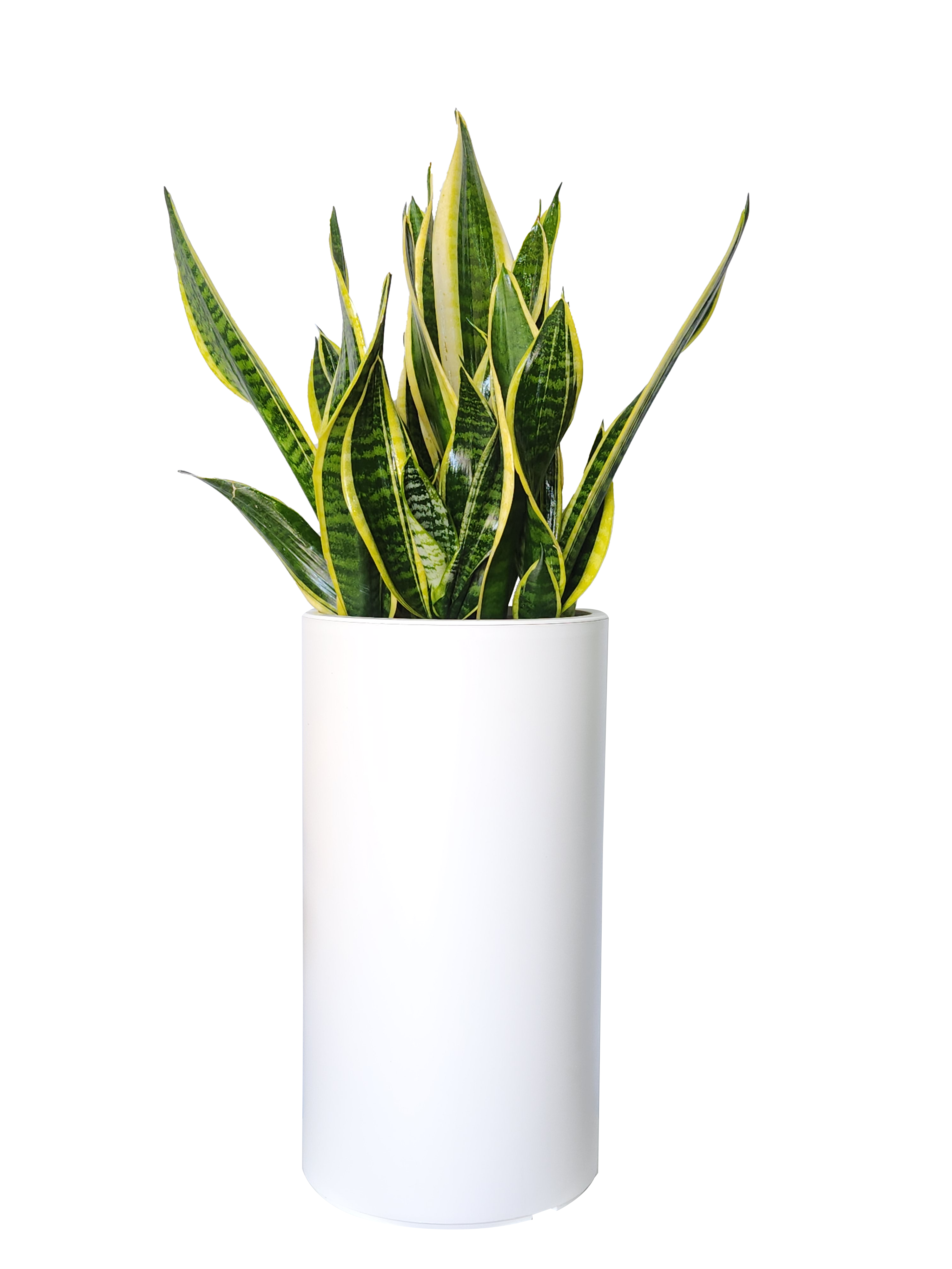 예도화환 아스플레니움과 보스턴고사리 비교 사진