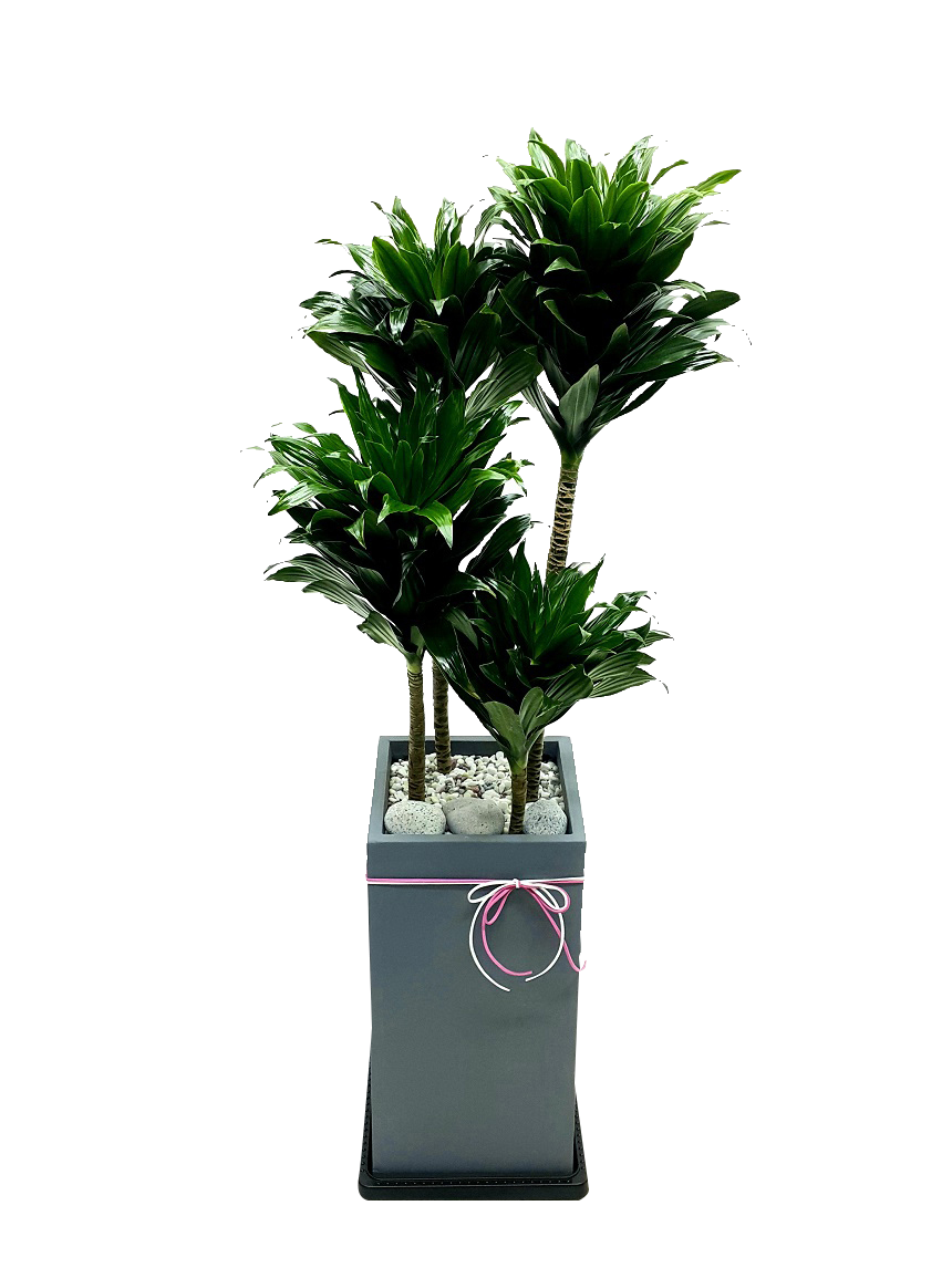 예도화환 아스플레니움과 보스턴고사리 비교 사진