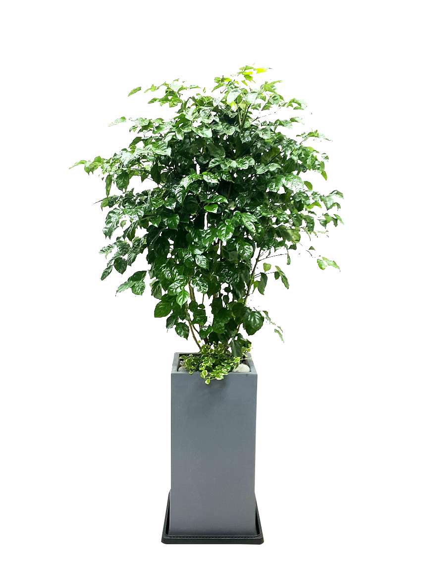 예도화환 소형/중형/대형 개업화분 실물 크기 비교 사진