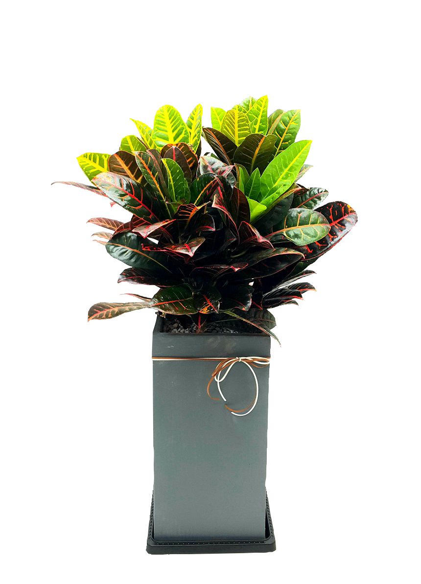 예도화환 벤자민 고무나무가 사무실 로비나 대표실에 배치된 실제 연출 사진