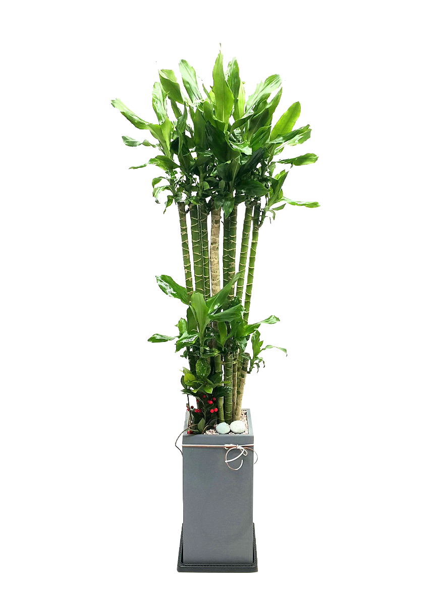 예도화환 벤자민 고무나무가 사무실 로비나 대표실에 배치된 실제 연출 사진