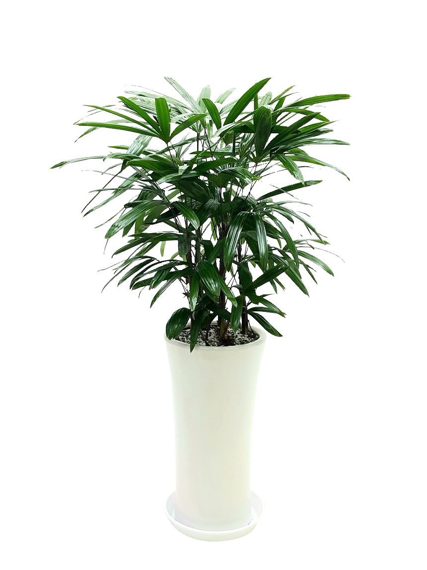 예도화환 벤자민 중형 vs 대형 실제 크기 비교 사진