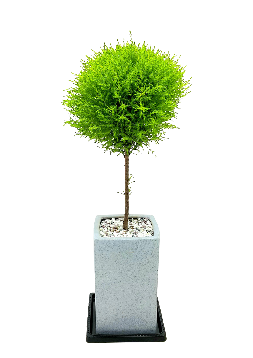 예도화환 벤자민 중형 vs 대형 실제 크기 비교 사진