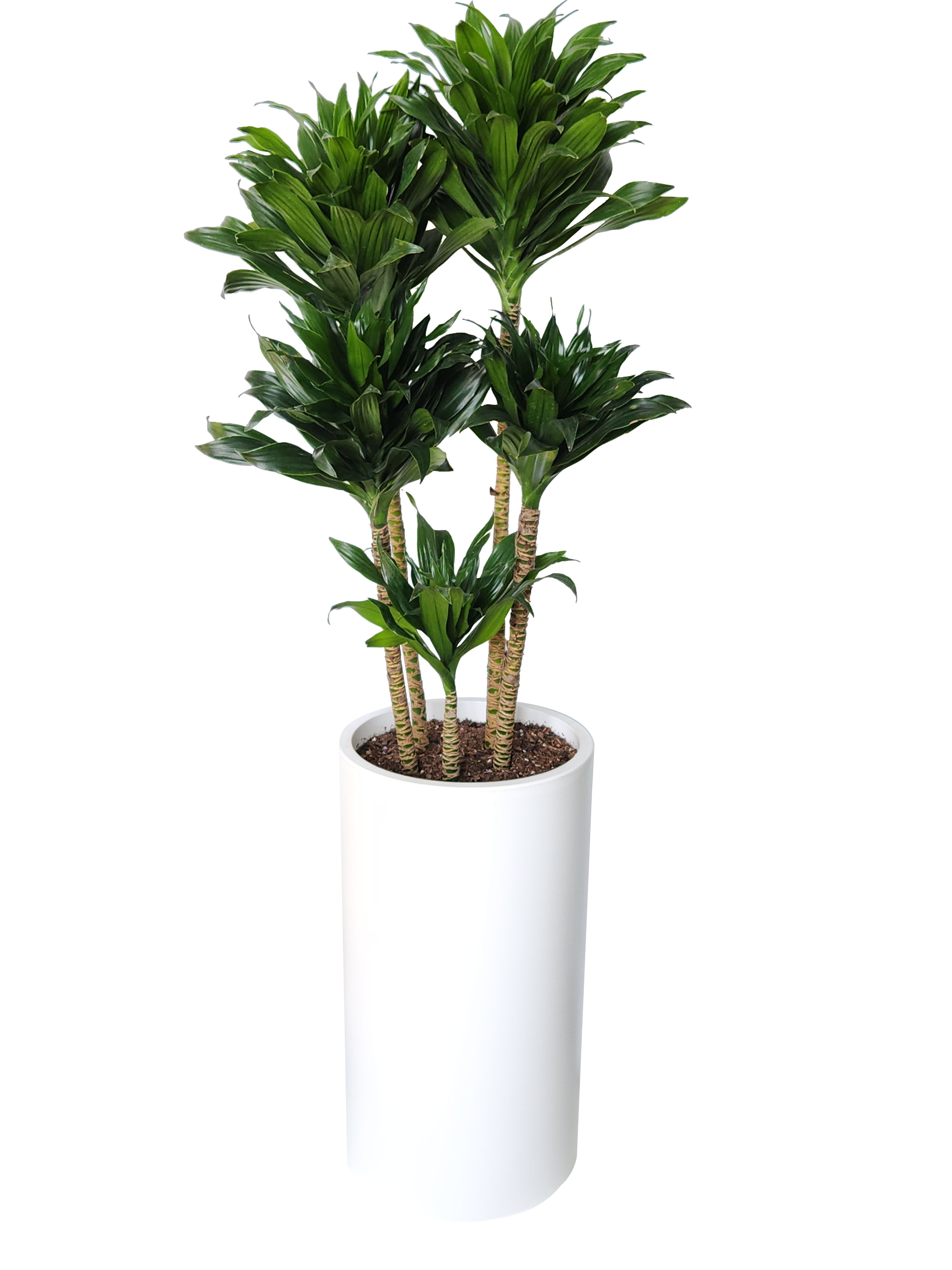 예도화환 금전수, 스투키, 뱅갈고무나무 대표 이미지 3컷 비교