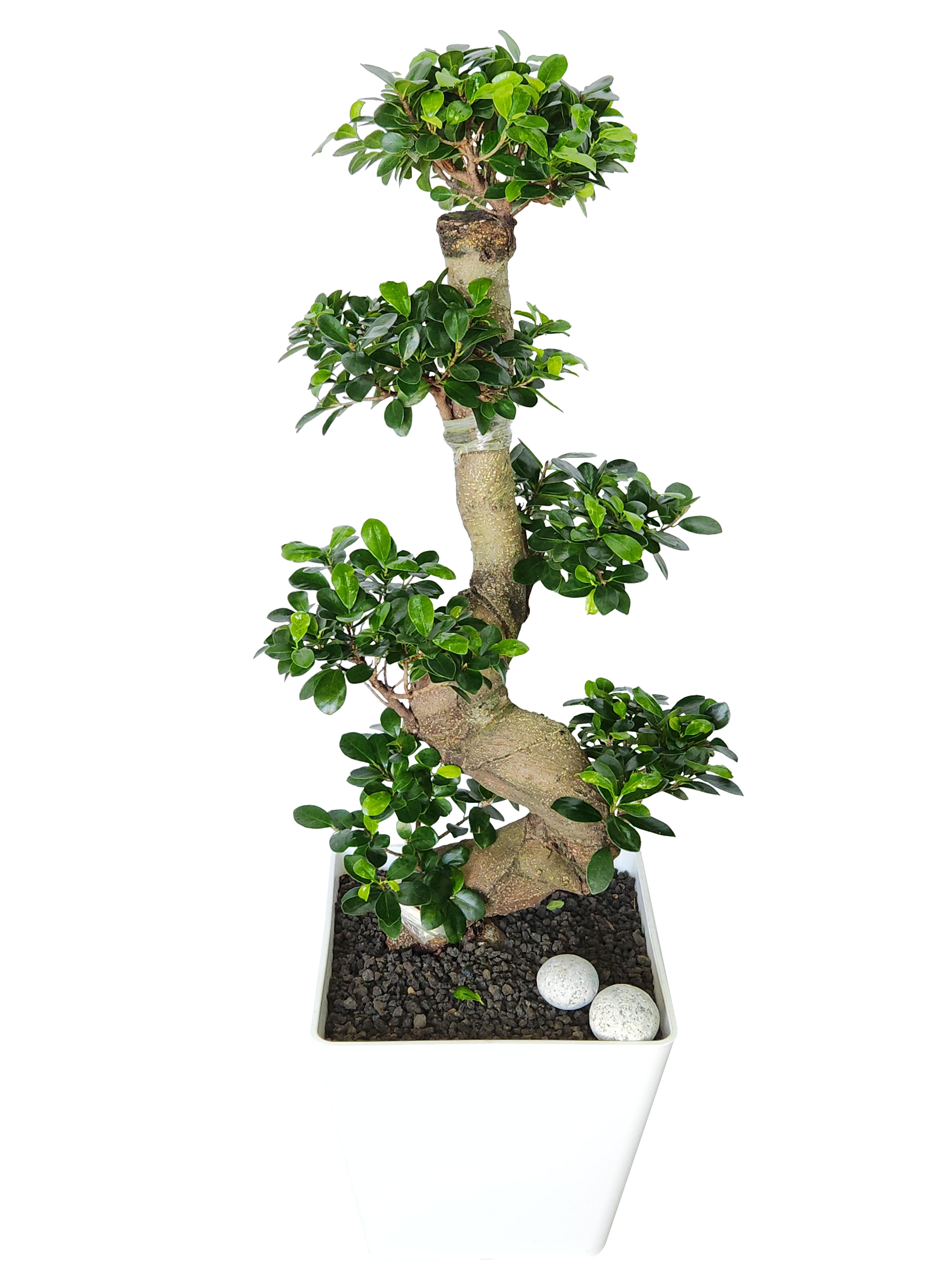 예도화환 금전수, 뱅갈고무나무, 스투키 등 대표 개업화분 실제 상품 사진 모음