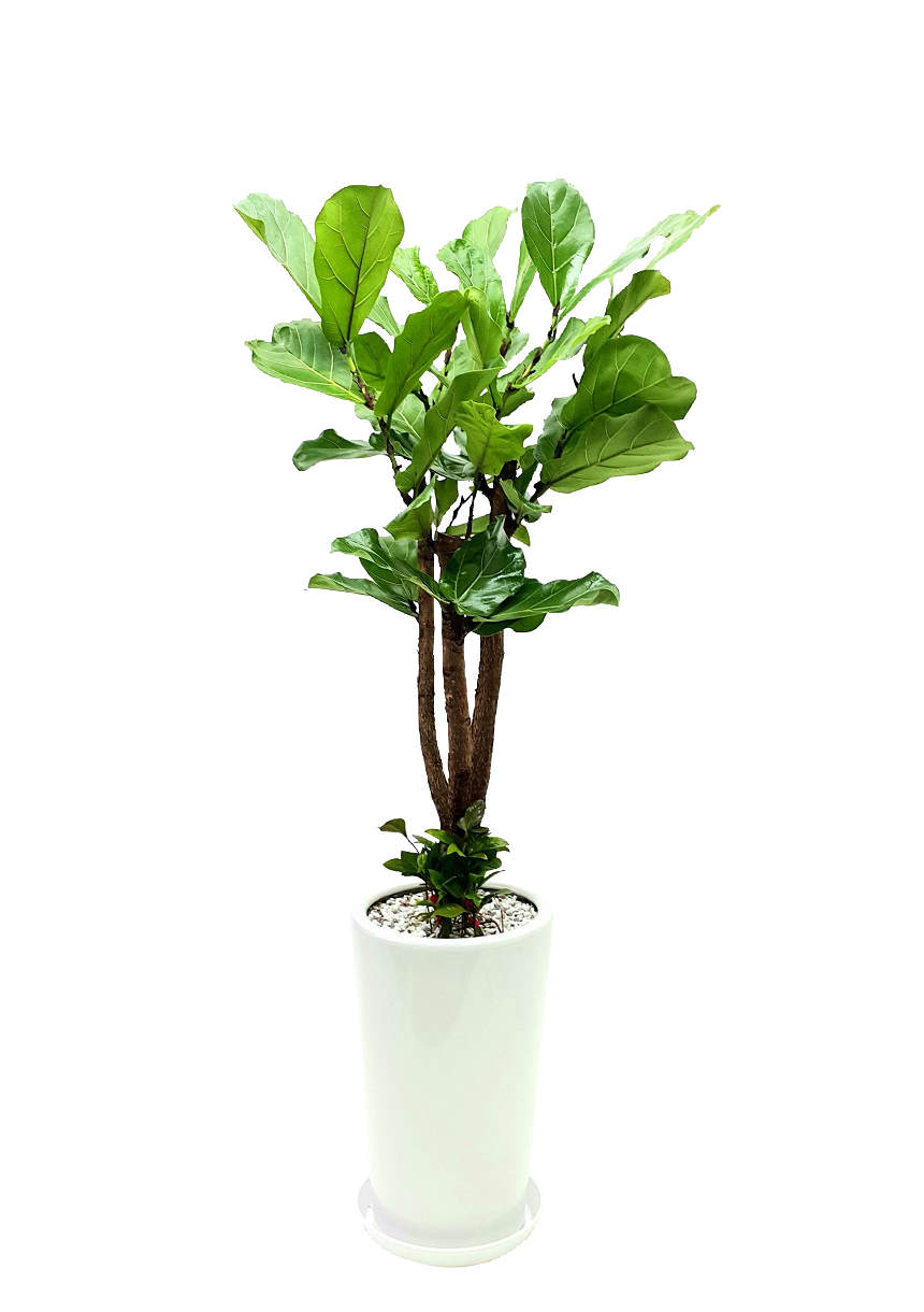 예도화환 금전수, 뱅갈고무나무, 스투키 등 대표 개업화분 실제 상품 사진 모음