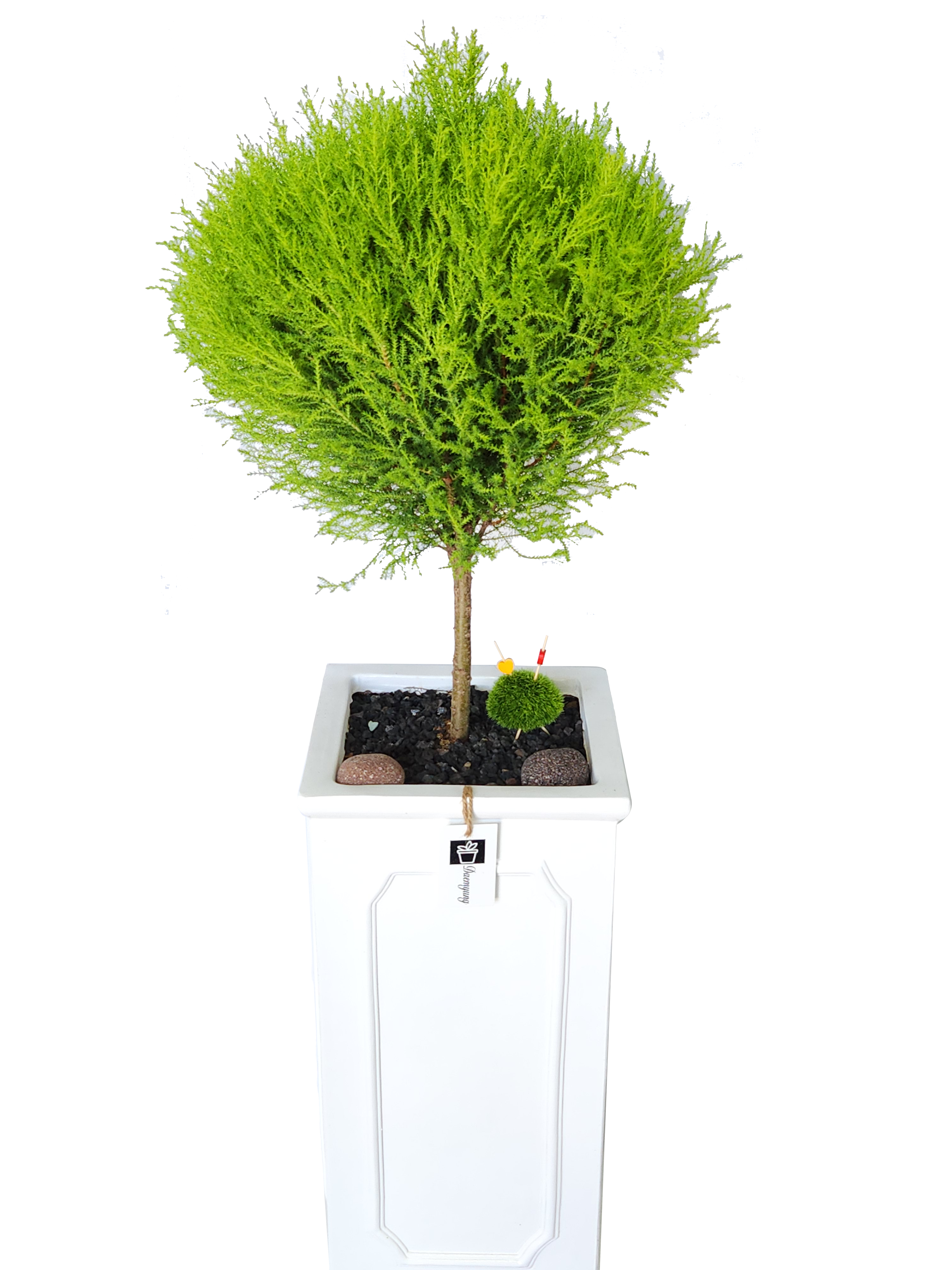 예도화환 소형 vs 중형 vs 대형 화분 크기 비교 사진