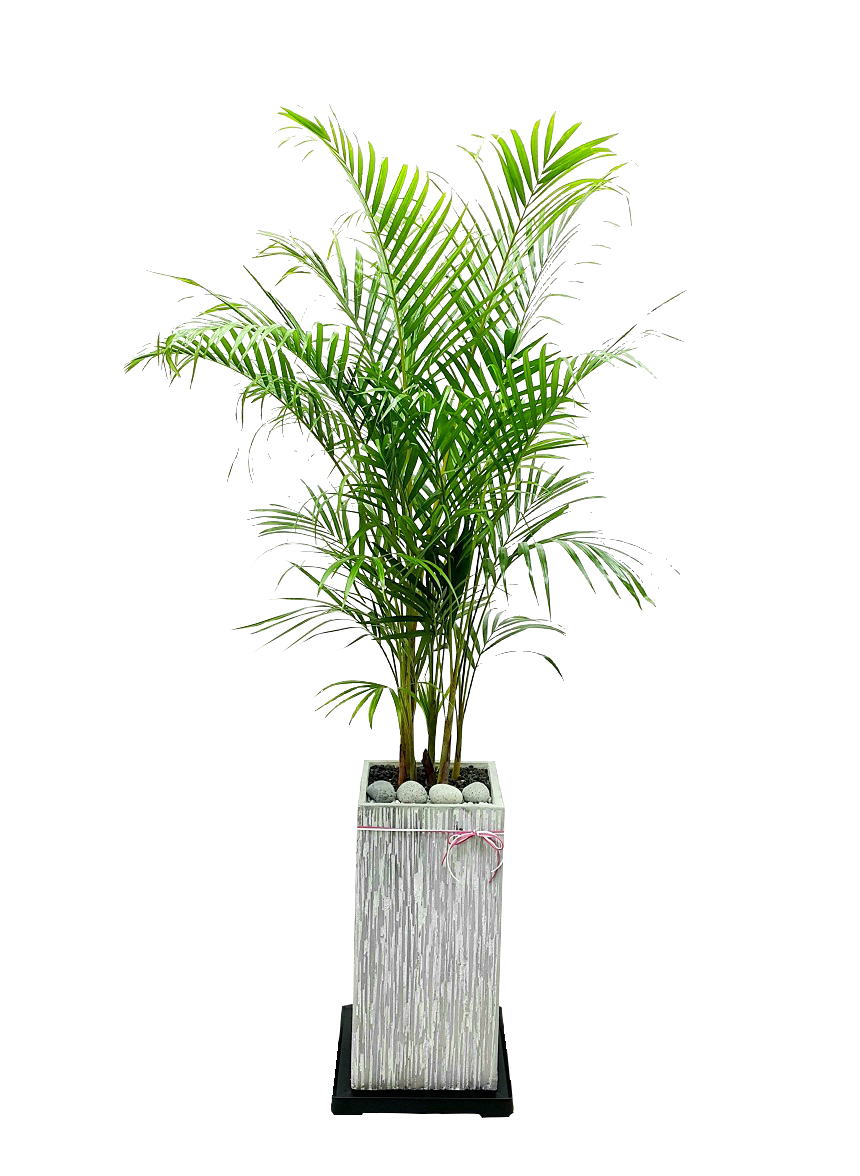 예도화환 소형 vs 중형 vs 대형 화분 크기 비교 사진