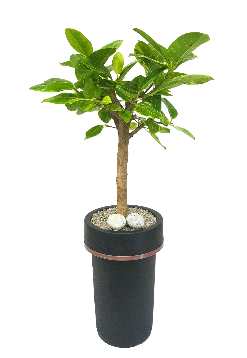 예도화환 화려한 3단 축하화환과 깔끔한 관엽 화분 비교 사진