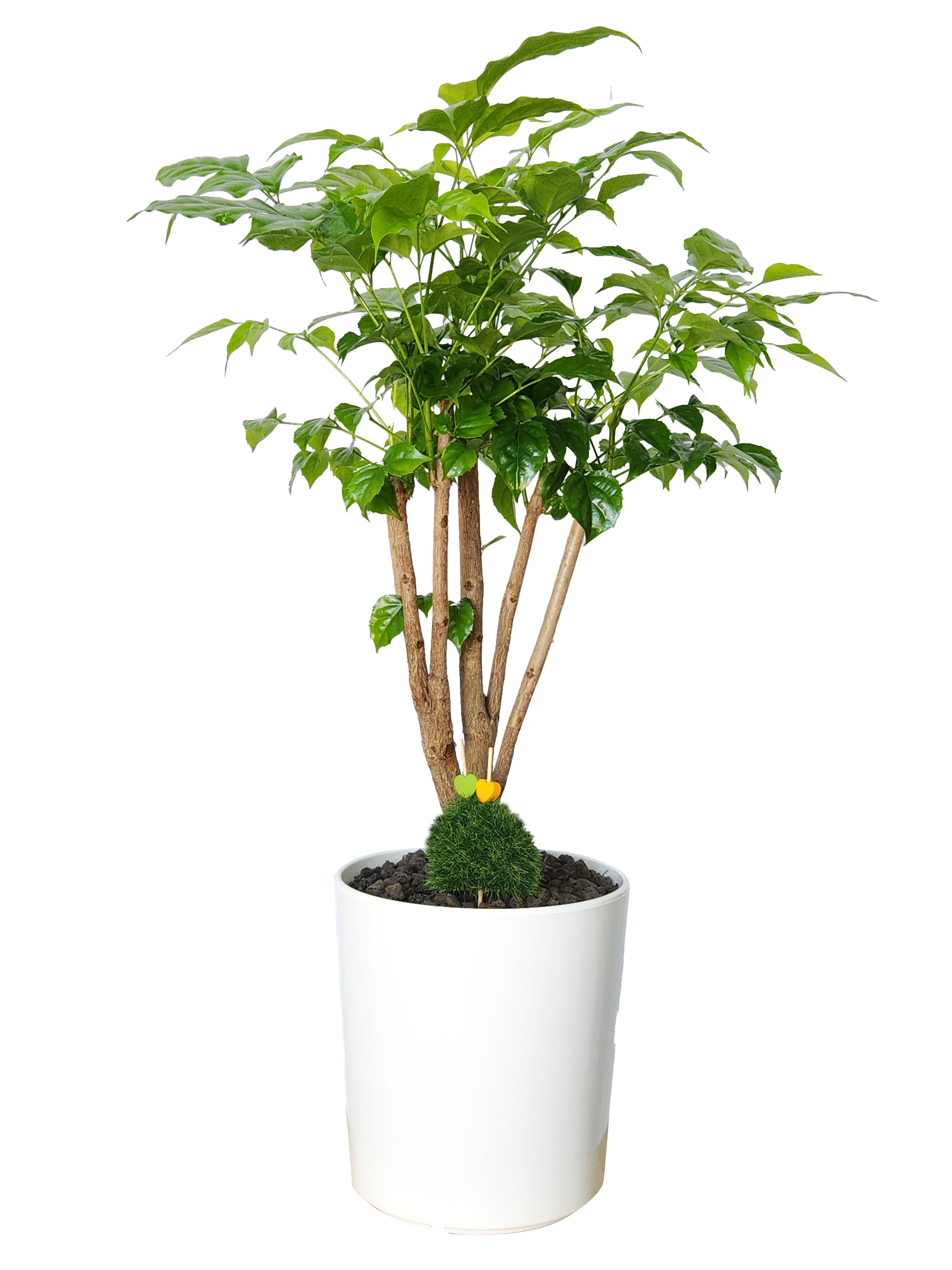 예도화환 사무실 책상 옆에 배치된 스투키와 산세베리아 화분 연출컷