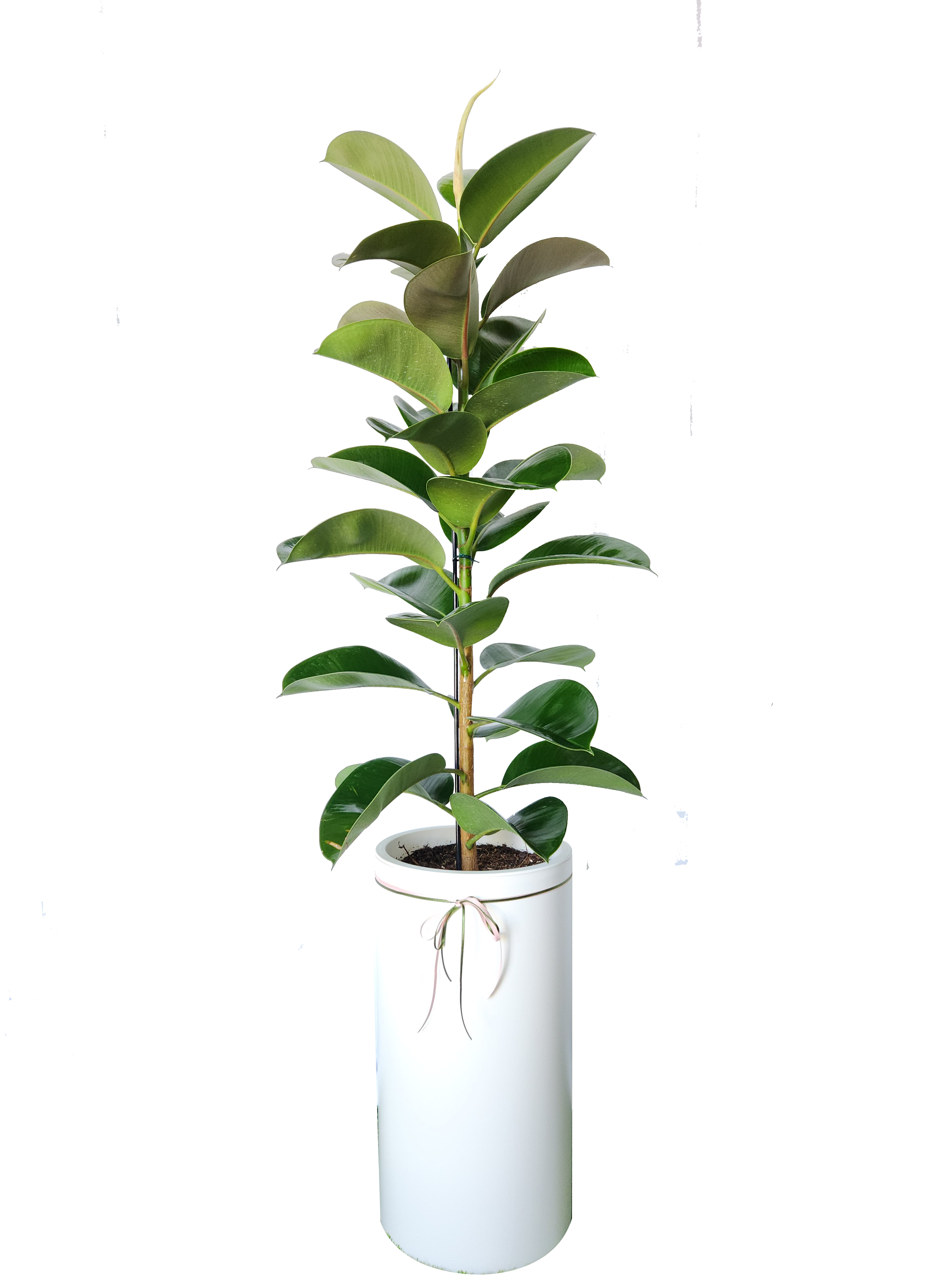 예도화환 사무실 책상 옆에 배치된 스투키와 산세베리아 화분 연출컷