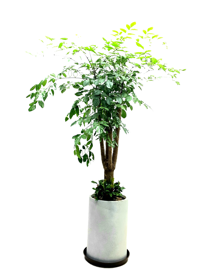 예도화환 가격대별 관엽식물 크기 비교 사진