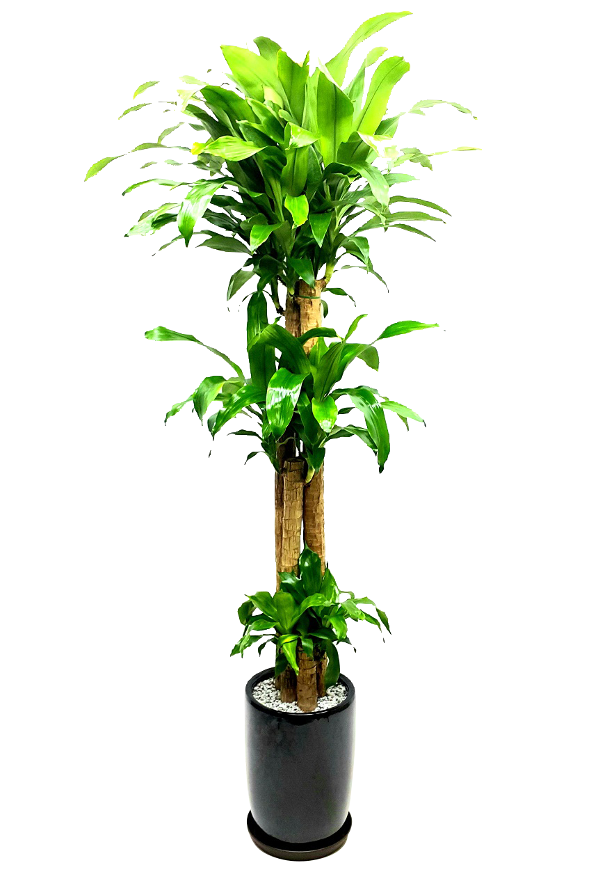 예도화환 가격대별 관엽식물 크기 비교 사진