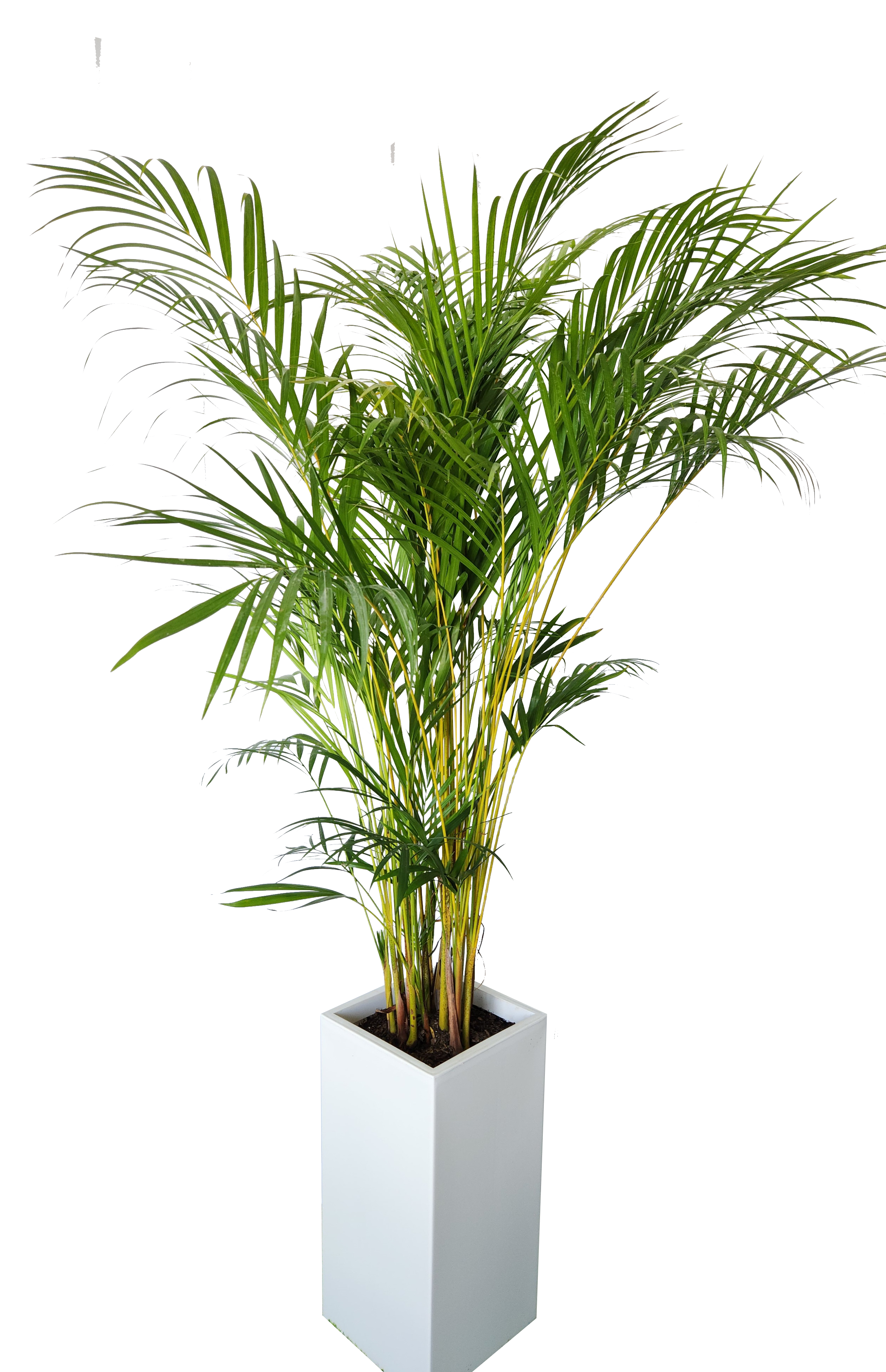 예도화환 뱅갈고무나무, 해피트리 등 추천 공기정화식물 실제 사진