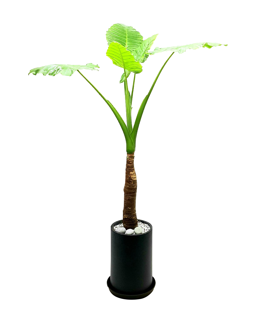 예도화환 데코라고무나무 중형과 대형 사이즈 크기 비교 사진