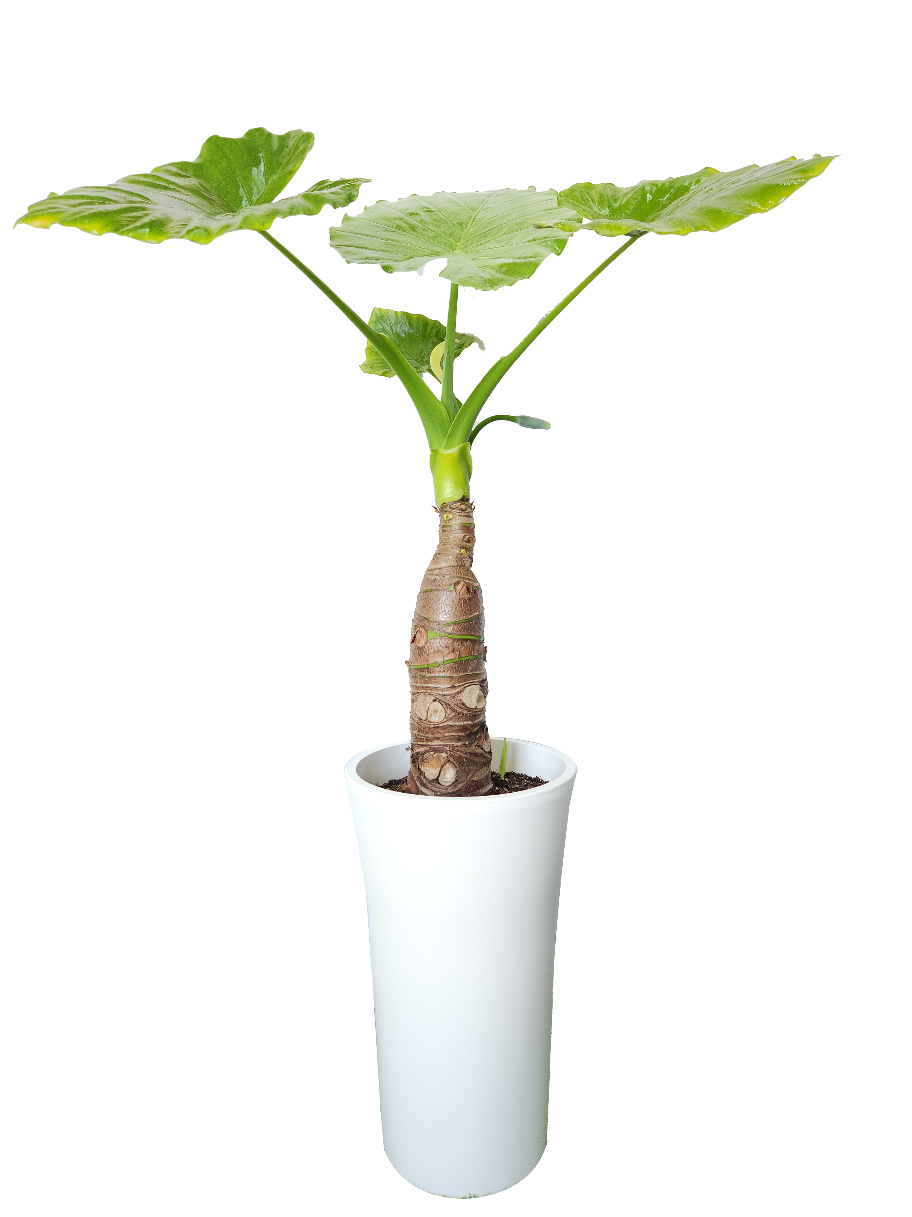 예도화환 데코라고무나무 중형과 대형 사이즈 크기 비교 사진