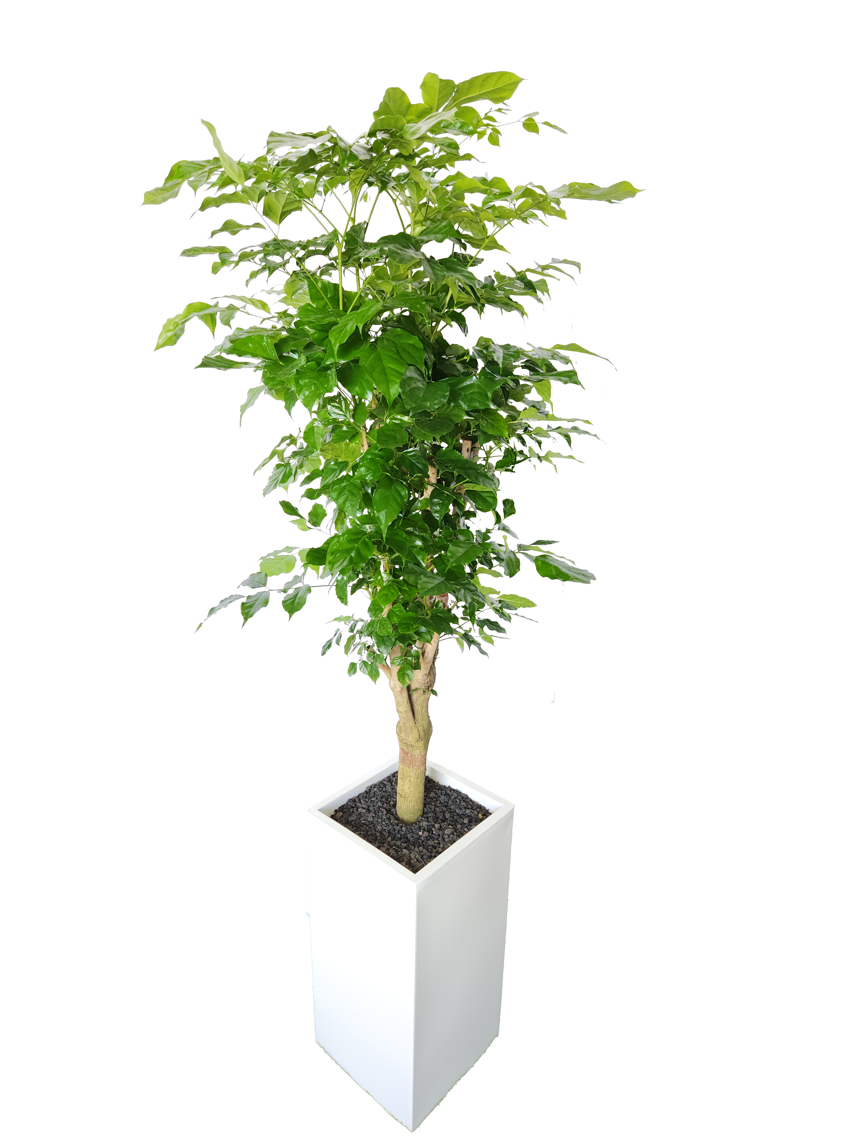 예도화환 가격대별(소/중/대) 대표 품목 실물 사진